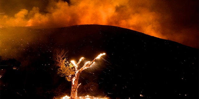 Wind whips embers from a burning tree during a wildfire Tuesday, Sept. 6, 2022, near Hemet, Calif. 