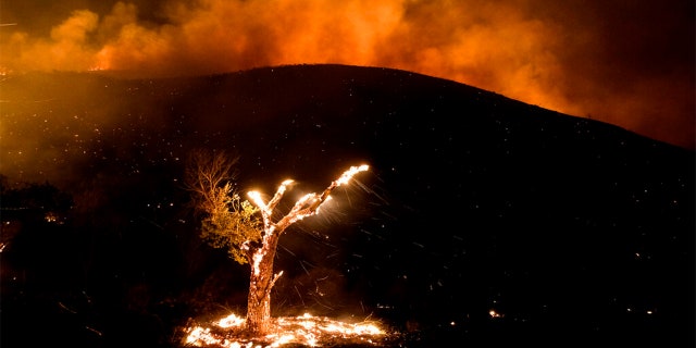 Wind whips embers from a burning tree during a wildfire Tuesday, Sept. 6, 2022, near Hemet, Calif.