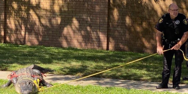 A massive alligator was spotted in Katy, Texas on Sept. 12, 2022.