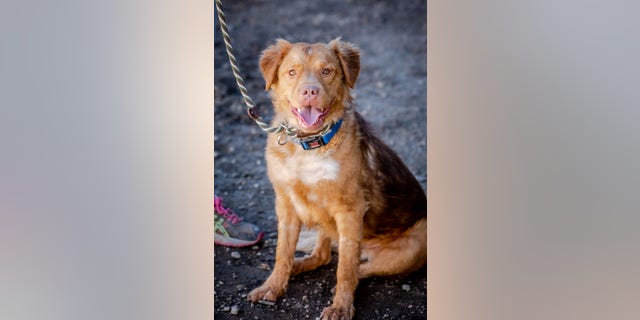 Finn, a young Nova Scotia Duck Tolling-Chesapeake Bay Retriever mix, is available for adoption. He's right now living at the Best Friends Animal Society in Los Angeles.