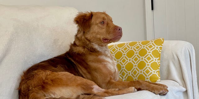 Retriever mix Finn was rescued after he suffered a broken leg in Arizona.