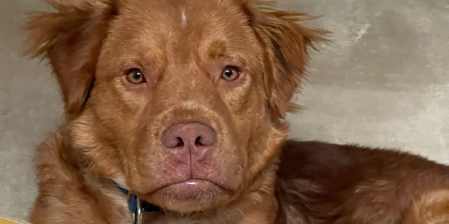 A close-up of rescue retriever Finn. This animal is available for adoption through Best Friends Animal Society LA (la.bestfriends.org).