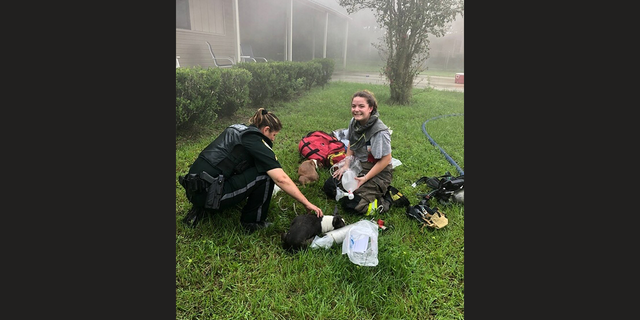 Three Boston Terrier puppies were rescued after an Amazon driver noticed smoke along her delivery route.