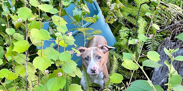 A dog was rescued and has found a home after being thrown off a bridge in a plastic container in Florida.