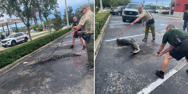 The gator was found in the parking lot of a Wendy's in Spring Hill, Florida.