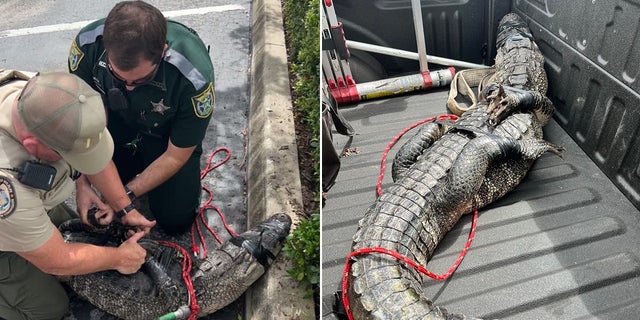 Deputies and an officer with the Florida Fish and Wildlife Conservation Commission captured the gator.