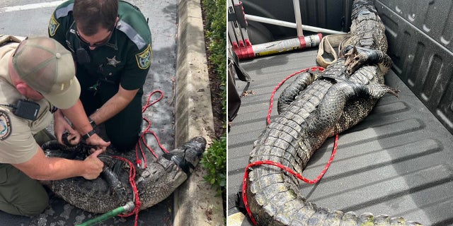 Deputies and an officer with the Florida Fish and Wildlife Conservation Commission captured the gator.