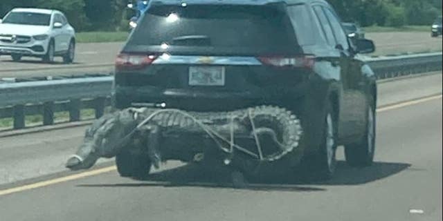 An alligator was seen on I-95 in Brevard County, Near Melbourne, Florida over Labor Day weekend.