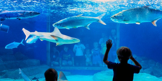 Children view a variety of fish in a tank at the Fort Fisher Aquarium, inKure Beach, N.C.