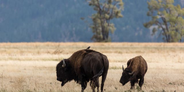 Fifty-eight bison have been successfully relocated from the North Rim of Grand Canyon National Park.