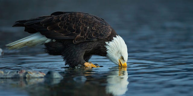 A bald eagle drinks from a water source.  Said Davis of efforts to protect the bird, "We stepped up."