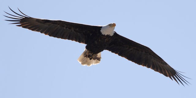 A bald eagle flies to its nest March 12, 2022, in Milpitas, Calif. Davis said that humans "pushed the bald eagle to the brink of extinction twice."