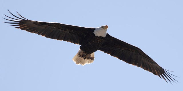 A bald eagle flies to its nest March 12, 2022, in Milpitas, Calif. Davis said that humans "pushed the bald eagle to the brink of extinction twice."