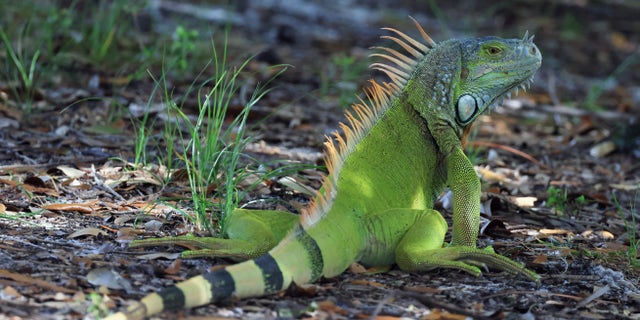 An iguana populates the Wakodahatchee Wetlands on June 27, 2022 in Delray Beach, Florida. (Photo by Bruce Bennett/Getty Images)