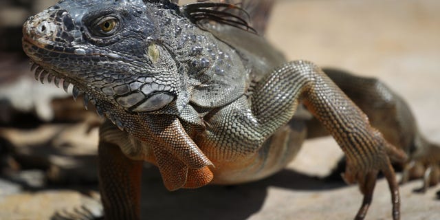 An iguana is seen as the Florida Fish and Wildlife Conservation Commission continues its efforts to try and control the invasive species. The commission has teams of people that are trying to eliminate the reptiles by killing them, which would prevent them from eating native plants and wildlife as well as disturbing the natural Florida habitat that they are living in.