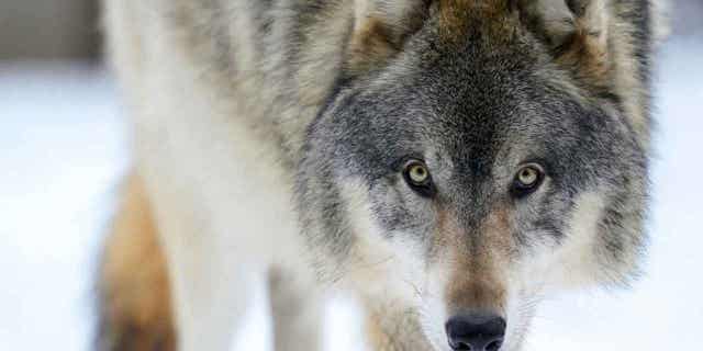 In February 2021, Wisconsin hosted a wolf hunt in an effort to lower the state's wolf population. Wildlife officials say the hunt had little effect on the population has a whole.
