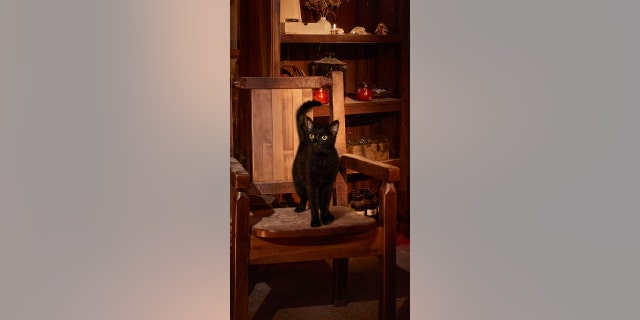 Fans of 'Hocus Pocus' can stay in an enchanting cottage in Salem, Massachusetts 3 The cottage features a faux cat that resembles the black cat from the classic movie.