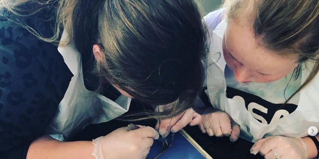 Two of the Gaddy kids study high school biology as they dissect an earthworm at home.