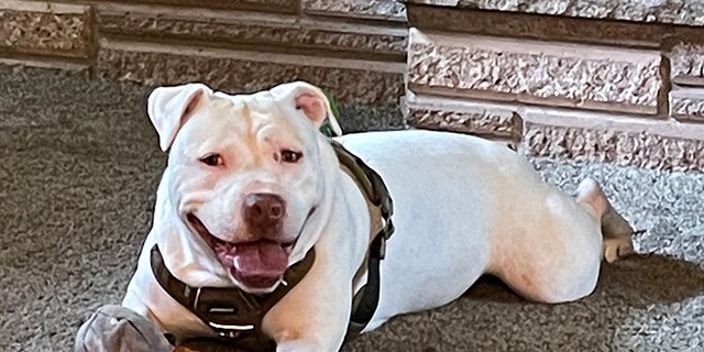 Dave, a 6-year-old pit bull mix, spent weeks at a Michigan animal shelter and didn't receive interest from any potential adopters  until Walker Cousineau and his family showed up.