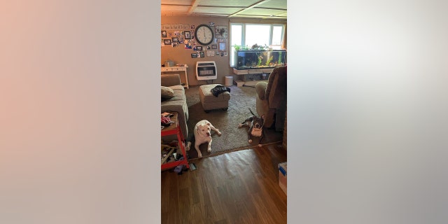 Dave est le troisième chien sauvé par la famille Cousino à Bentley, Michigan. chien