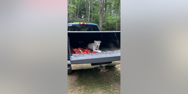 Dave, un mélange de taureaux, est représenté assis à l'arrière de la camionnette de sa famille dans le Michigan.