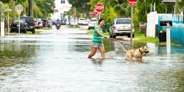A dog is walked through floodwater as the tide rise, Tuesday, Sept. 27, 2022, in Key West, Fla., as the first bands of rain associated with Hurricane Ian pass to the west of the island chain.
