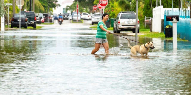 A dog is walked through floodwater as the tide rise, Tuesday, Sept. 27, 2022, in Key West, Fla., as the first bands of rain associated with Hurricane Ian pass to the west of the island chain.