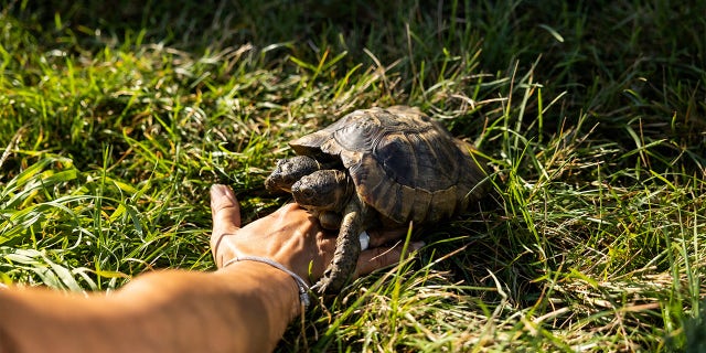 Janus is believed to be the oldest bicephalic tortoise in the world, according to his carers at the Geneva Natural History Museum.