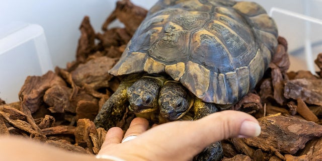 Janus, a two-headed Greek tortoise named after the Roman god with two heads will celebrate his 25th birthday at the Natural History Museum in Geneva, Switzerland on Saturday. 