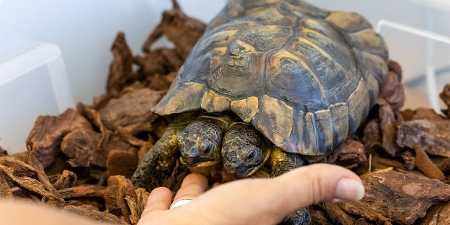Janus, a two-headed Greek tortoise named after the Roman god with two heads will celebrate his 25th birthday at the Natural History Museum in Geneva, Switzerland on Saturday.