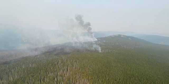 The No Grass Creek Fire burning through forest