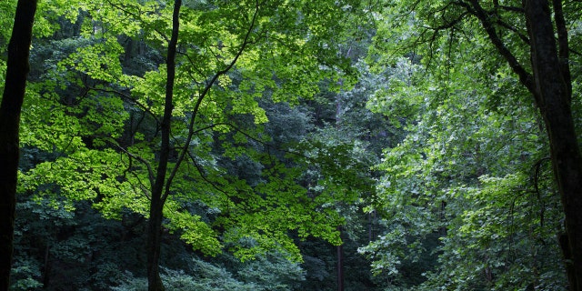 Trees surround a natural sinkhole on July 1, 2020, in Mammoth Cave National Park, Kentucky.