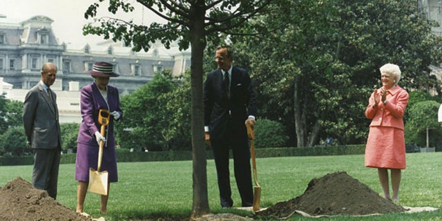 President George HW Bush and Queen Elizabeth planted a tree on the south lawn of the White House to replace a fallen tree in honor of George VI's coronation.  (George Bush Presidential Library and Museum/NARA)