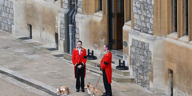 The Queen's corgis, Muick and Sandy, are walked inside Windsor Castle on September 19, 2022, ahead of the Committal Service for Britain's Queen Elizabeth II.