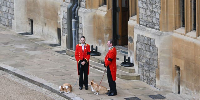 The Queen's corgis, Muick and Sandy, are walked inside Windsor Castle on September 19, 2022, ahead of the Committal Service for Britain's Queen Elizabeth II.