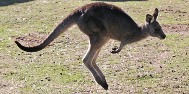 A grey kangaroo hops along a hill side in the Wombeyan Karst Conservation Reserve near Taralga, 120km (74 miles) south west of Sydney, Australia, Aug. 18, 2016.