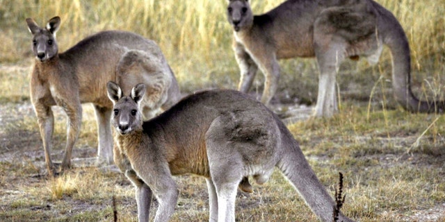 FILE - Grey kangaroos feed on grass near Canberra, Australia on March 15, 2008. 