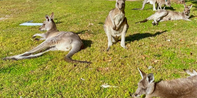 Kangaroos sit in the sunshine on the edge of a golf course in Nelson Bay, Australia, Sunday, June 13, 2022. 