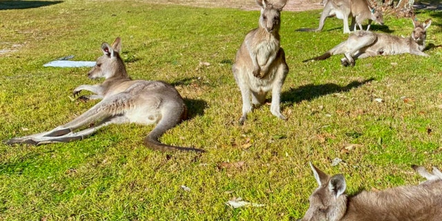 Kangaroos sit in the sunshine on the edge of a golf course in Nelson Bay, Australia, Sunday, June 13, 2022.