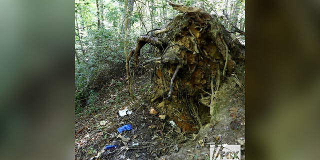The charred root ball of a tree where investigators found evidence linked to the death of Debbie Collier on Sept. 11.