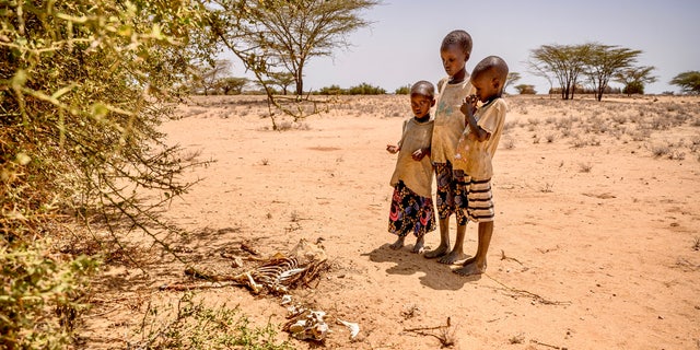 Children view the remains of dead animals in Nakorio village, Turkana, where World Vision is doing food distributions. 