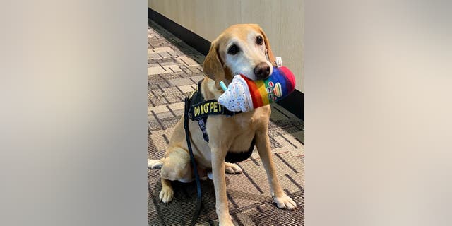 Eebbers, 11, is a male Vizsla-Labrador mix who spent 10 years working as a passenger screening canine for the TSA at Minneapolis−Saint Paul International Airport.
