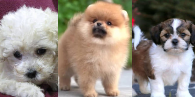 The Hammond Police Department said in a Facebook post that the teenagers took "4 orange Pomeranian's, 3 white Poodle's, and 3 white and orange ‘Teddy Bear’ puppies."