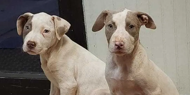 Violet became the second puppy to be reunited with the shelter after being spotted by a man walking his dog on Sunday morning.