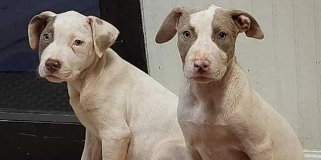 Violet became the second puppy to be reunited with the shelter after she was spotted Sunday morning by a man walking his dog.