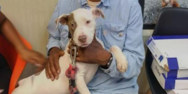 Second puppy stolen from Atlanta animal shelter found; one still missing