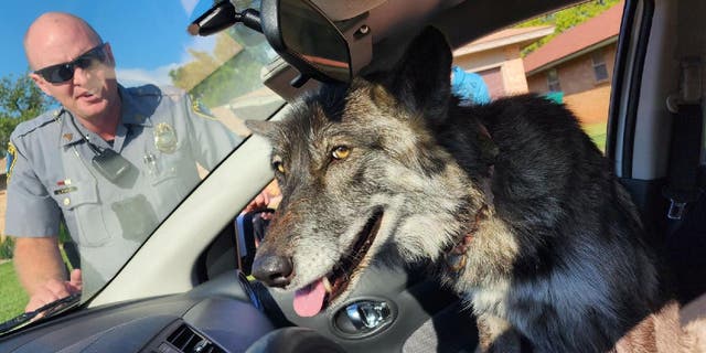 Oklahoma City Police Department Sgt. Stanley had a wolfdog named Nova take the front seat in his squad car on Sept. 13, 2022.