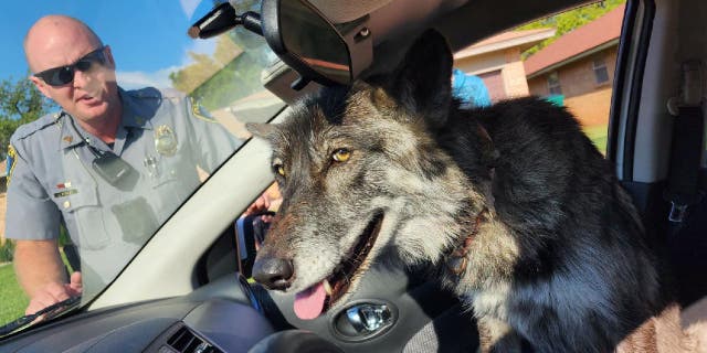 Oklahoma City Police Department Sgt. Stanley had a wolfdog named Nova take the front seat in his squad car on Sept. 13, 2022.