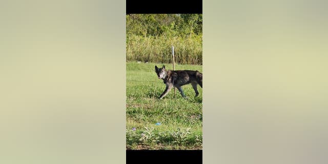 Wolfdog Nova reportedly wandered around The Village, which is a city in Oklahoma County, Okla., and is a part of the Oklahoma City metropolitan area.