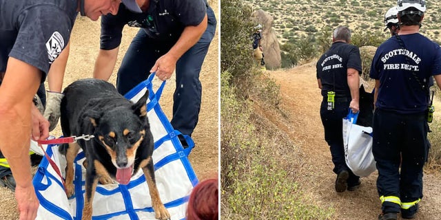 The 125-pound German shepherd named Diego was feeling much better after about five bottles of water, rescuers said.